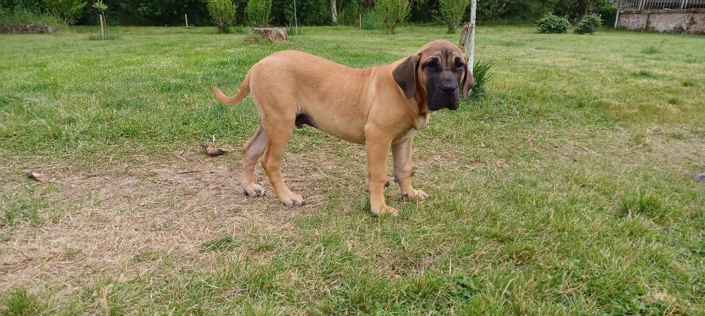 of dogo Paradise - Chiot disponible  - Dogo Canario