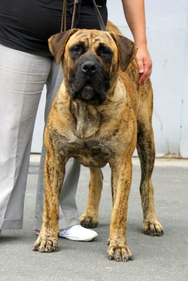 Dorda of dogo Paradise