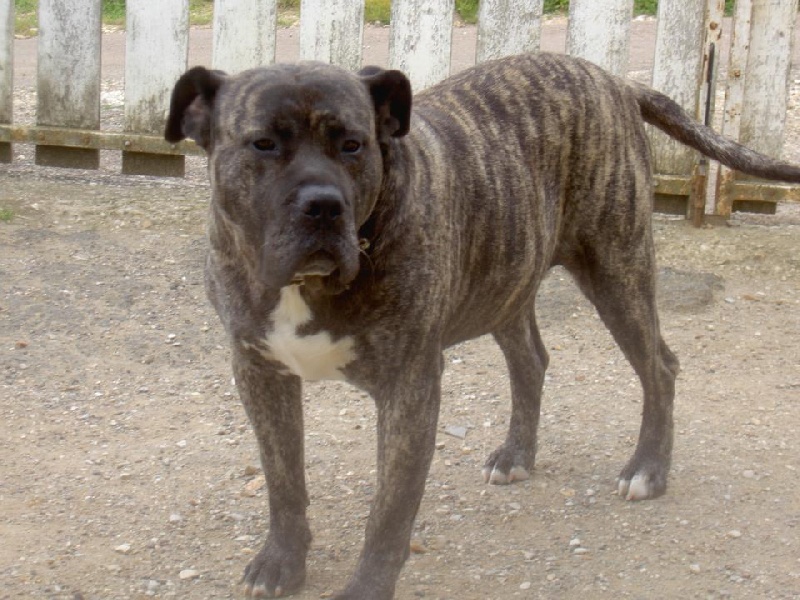 Congo of dogo Paradise