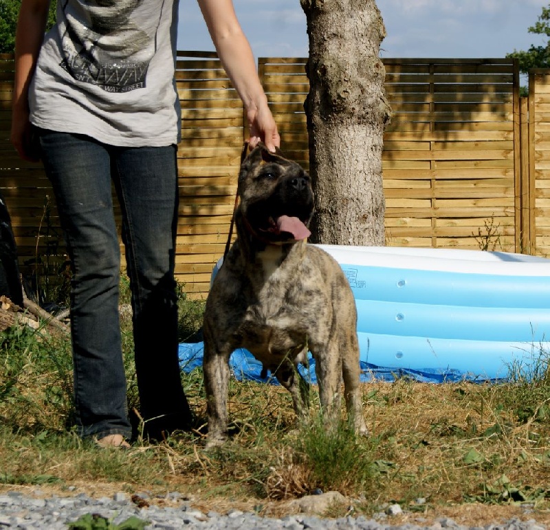 Erka of dogo Paradise