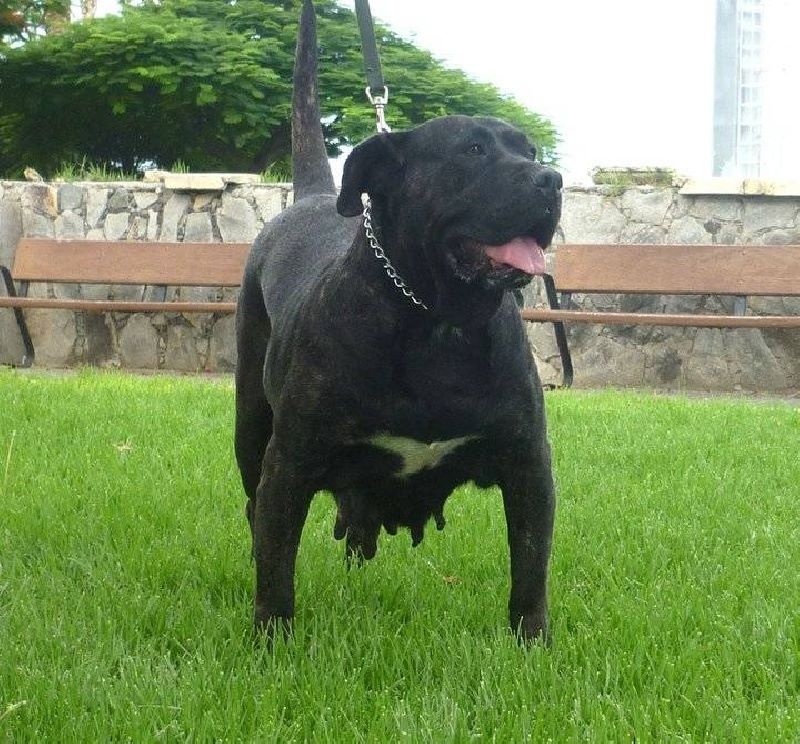 Chica of dogo Paradise